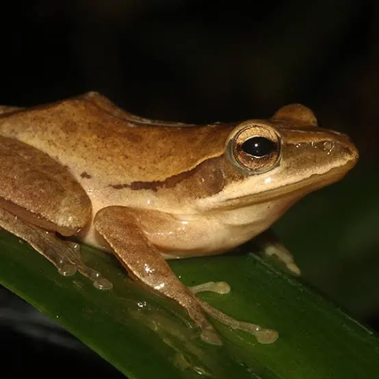 Common Indian Tree Frog